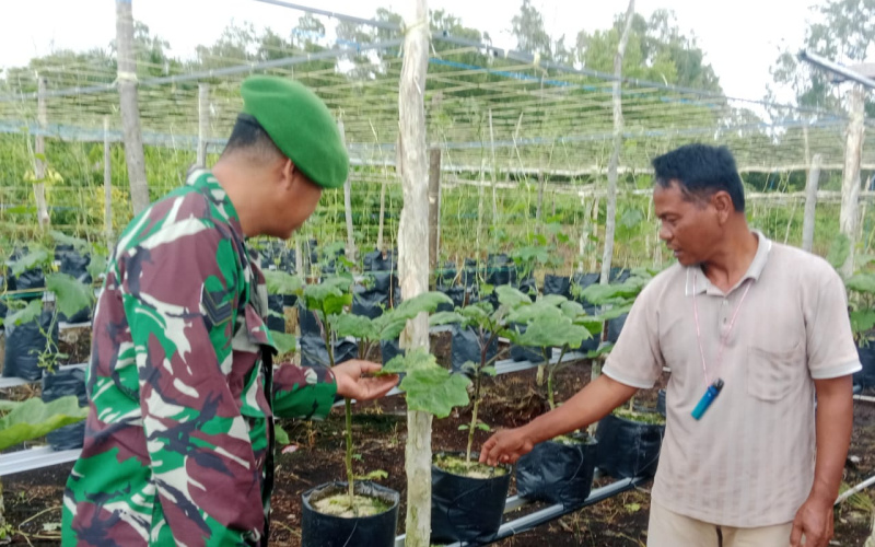 Koramil 01 Karya Nyata Dukung Produktivitas Pertanian