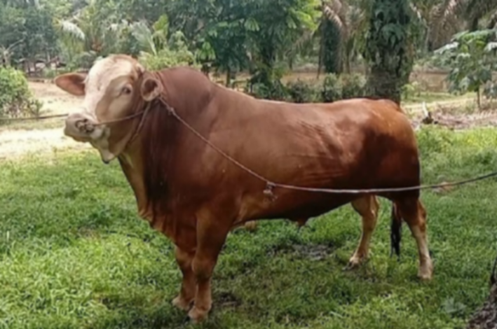 Riau Dapat Bantuan 13 Ekor Sapi Kurban Presiden