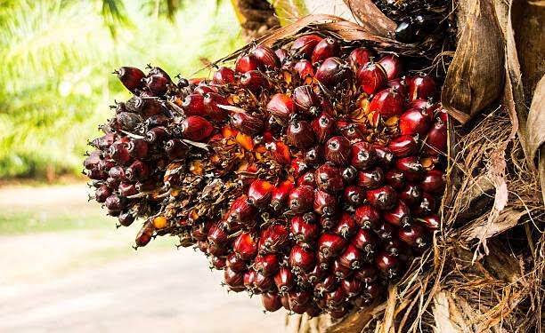 Harga TBS Sawit Riau Minggu Ini: Umur 9 Tahun Alami Penurunan Terbesar!