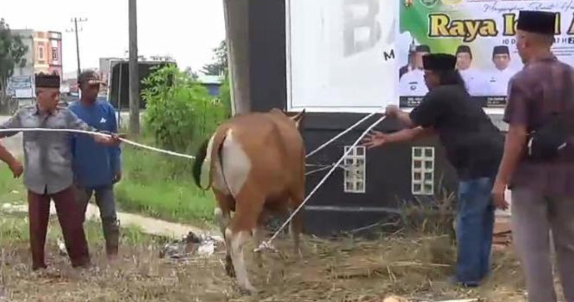 Agrinas dan Pemda Inhu Sembelih 2 Sapi Kurban Bersama JMSI