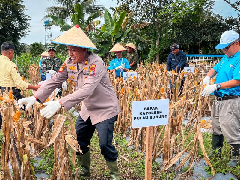 Panen Jagung Serentak, Aksi Nyata PT RSUP Dukung Ketahanan Pangan Nasional