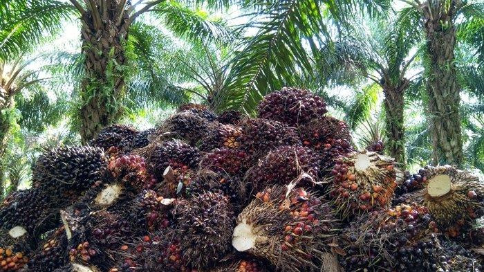 Harga TBS Kelapa Sawit Naik Signifikan Tembus Rp 3.799,00/Kg