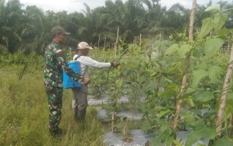 Karya Nyata Babinsa Koramil 03, Petani Cabe di Sungai Sembilan Diberi Edukasi