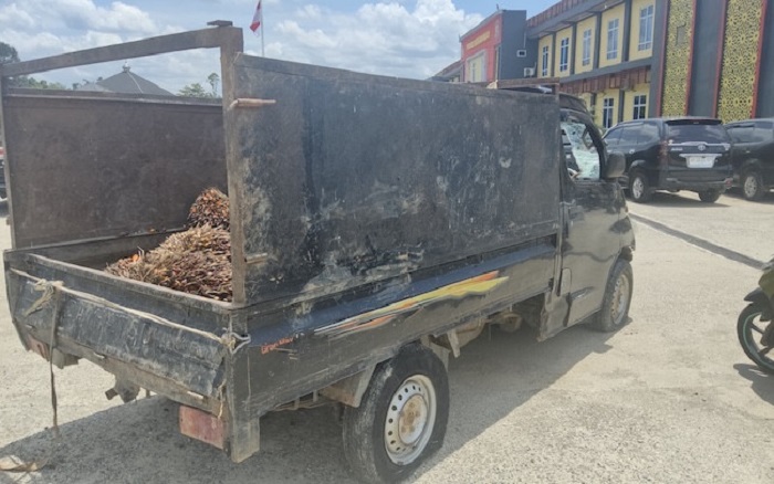 Petani Sawit Rohul Menjerit, Sindikat Ninja Merajalela: Aparat Loyo Bongkar Aktor Intelektual?