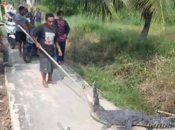 Teror Satwa Liar di Inhil: Usai Harimau dan Monyet, Buaya Naik ke Darat Incar Warga