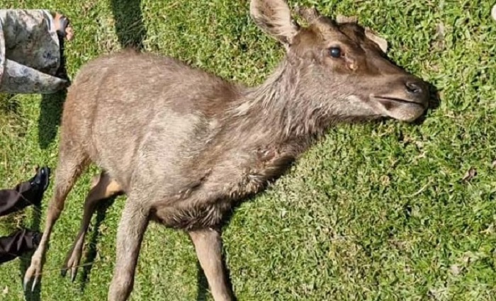 Jagal Sadis di Ikon Wisata Siak: 2 Rusa Mati, Keamanan Pemda Dipertanyakan