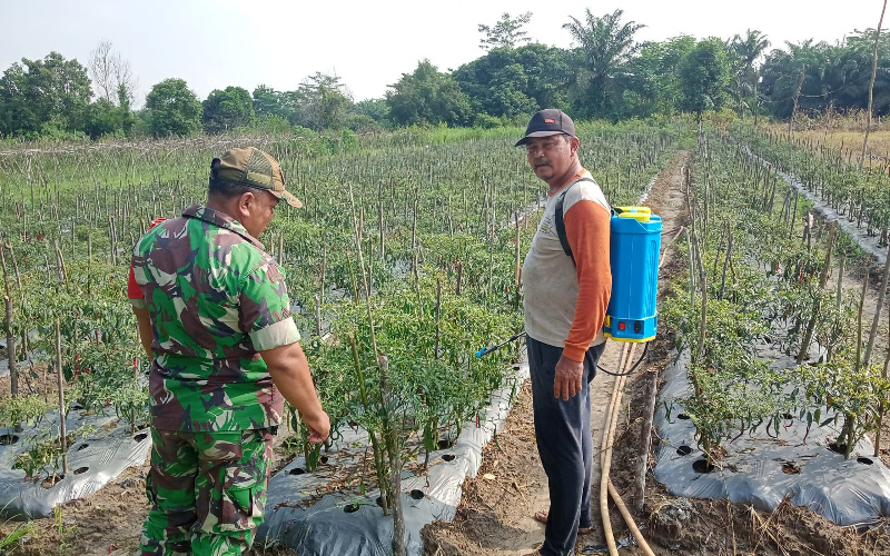 Tips dari Sertu Sareh untuk Perawatan Pertanian