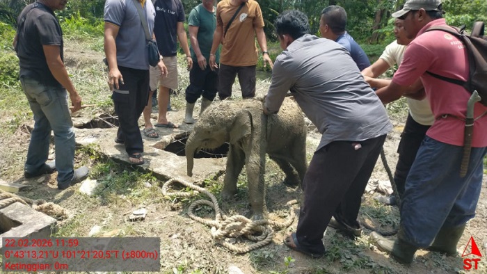 Dosa Izin Negara di Balik Amuk Gajah Arara Abadi: Saat Satwa Terasing di Rumah Sendiri