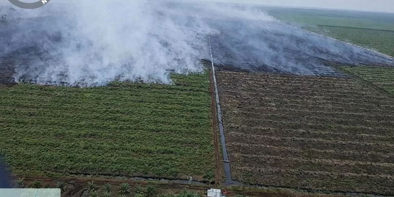 Karhutla Reborn di Lahan Koperasi RTBS Pelalawan: Api Menggila, Jalur Lintas Bono Terancam Lumpuh