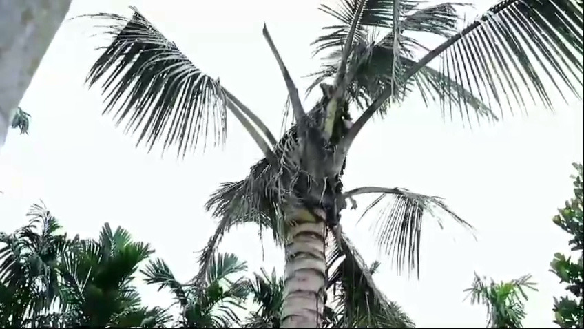 Serangan Hama Kumbang Rusak 80 Persen Perkebunan Kelapa di Enok