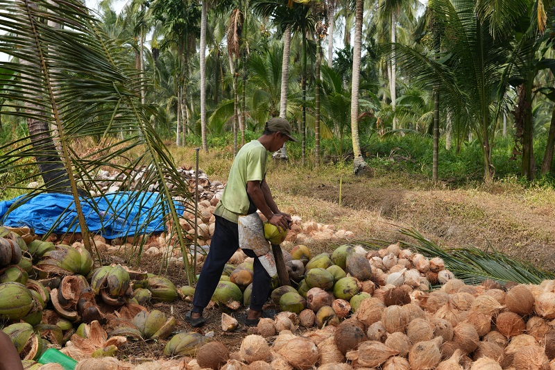 Soal Isu Larangan Ekspor Kelapa Dibantah, Kadis Perdagangan dan Perindustrian Inhil Ajak Petani Fokus pada Nilai Tambah