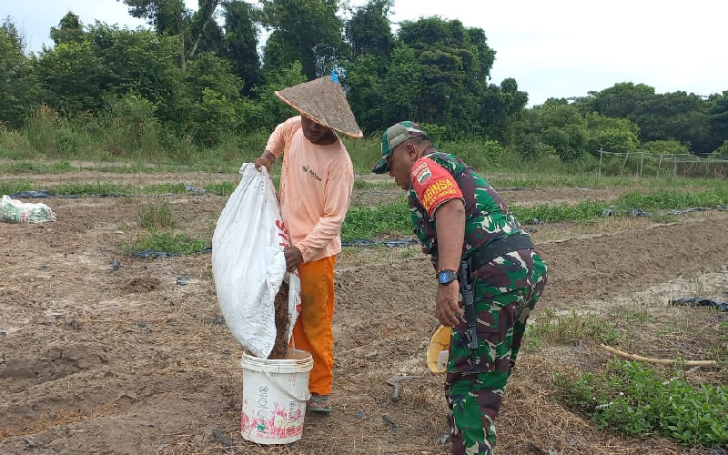 Dukung Pengembangan Bidang Pertanian, ini yang Dilakukan Babinsa Bukit Nenas