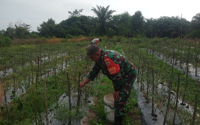 Panen Cabai Keriting, Babinsa Bukit Kapur Dampingi Petani