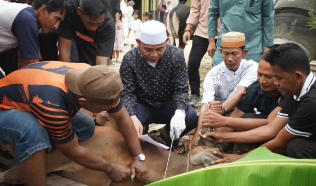 Lebaran Iduladha Di Kecamatan Bupati Inhil Potong Langsung Sapi Qurban Di Masjid Al Muttaqin