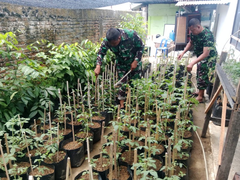 TMMD Ke-129 Kodim 0102/Pidie Mulai Demplot Sayuran, Edukasi Warga Manfaatkan Lahan Kosong
