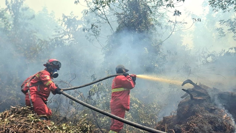 20 Hari Padamkan Api Karhutla, Manggala Agni Sisir Bara Lahan Gambut HPK di Indragiri Hulu