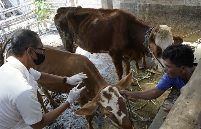 Hewan Ternak di Riau Segera Divaksinasi, Tunggu 53.600 Dosis dari Pusat