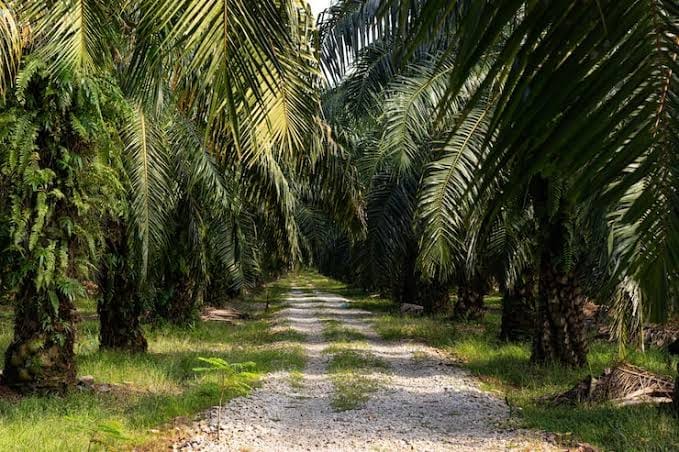 Lahan Eks PT LIH di Kemang Dipertanyakan, Muncul 58 Hektare di Luar Kebun 100 Hektare Koperasi