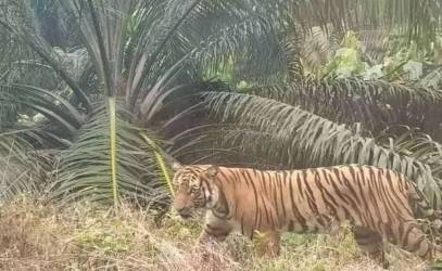 Harimau Sumatera Satroni Pemukiman Warga Siak, BBKSDA Riau Imbau Waspada