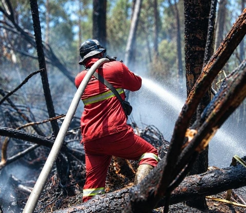 Kebakaran Hutan Riau Berkobar di 4 Titik, Suaka Margasatwa Kerumutan Terancam, Pemadaman Terganjal Krisis Air