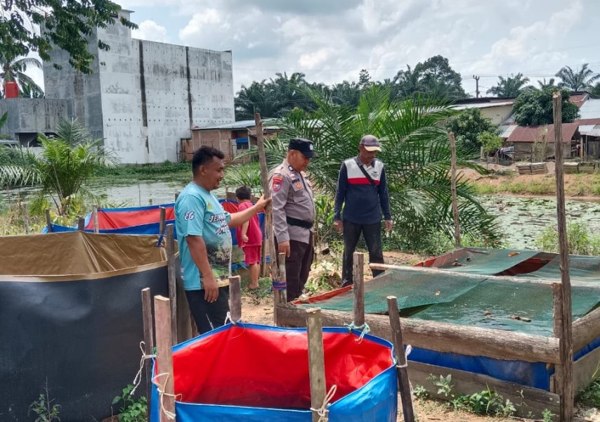 Dukung Ketahanan Pangan Nasional, Bhabinkamtibmas Desa Keritang Tinjau Budidaya Lele Program P2B