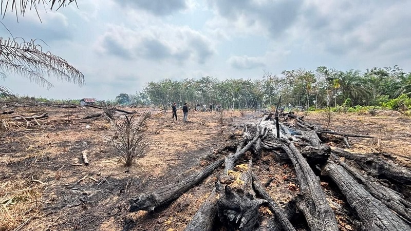 Nasib Lansia 68 Tahun, Jadi TSK Bakar Lahan Hingga Hanguskan 1,5 Ha Kebun Sawit di Inhu, Modusnya Unik