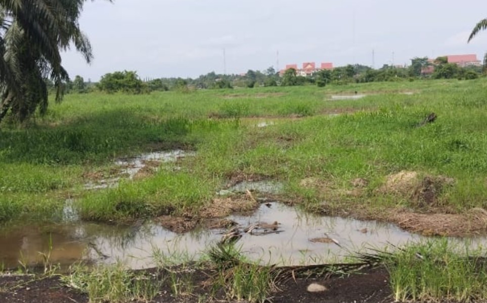 Selain Tidak Punya HGU, PT Pesawon Raya Tanami Daerah Aliran Sungai Kerinci