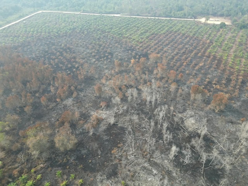 Pemadaman Karhutla Dayun Memasuki Hari Ke-6, Manggala Agni Siak Jinakkan 12,5 Hektar Lahan Gambut