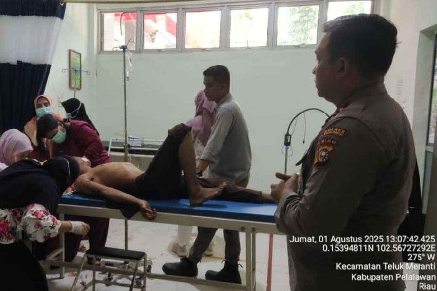 Sedang Semprot Gulma, Pekerja Akasia Diserang Harimau Sumatera di Pelalawan Lukanya Serius