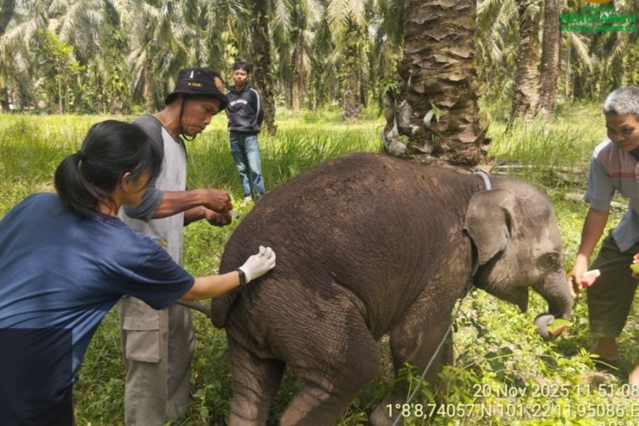 Sampel Organ Anak Gajah di PKG Sebanga Dibawa ke Laboratorium