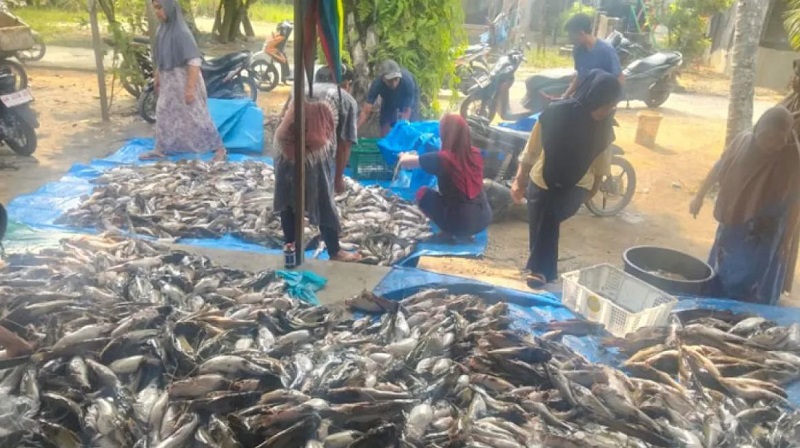 Sungai Tapung Hilir Beracun, 30 Ton Ikan Mati Mendadak, Petani Kampar Rugi Ratusan Juta