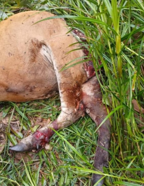 Sapi Mati Ngenaskan, Diduga Diterkam Si Belang