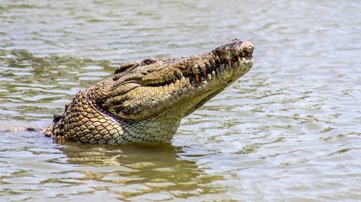 Teror Buaya di Desa Tanjung Pasir, Warga Minta Tindakan Tegas dari BKSDA