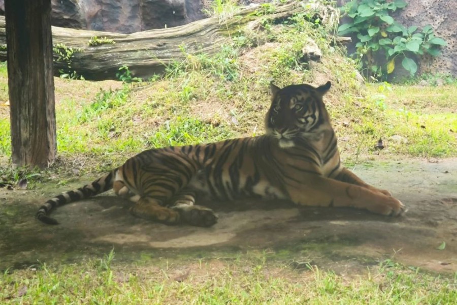 Imbauan Tegas : Masyarakat Waspada Keberadaan Harimau