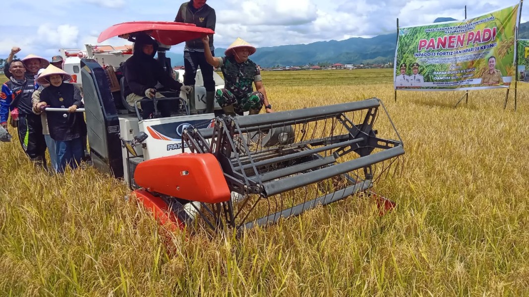 Dukung Program Ketahan Pangan Dandim 0417/Kerinci Besama Bupati Monadi Panen Padi Bersama