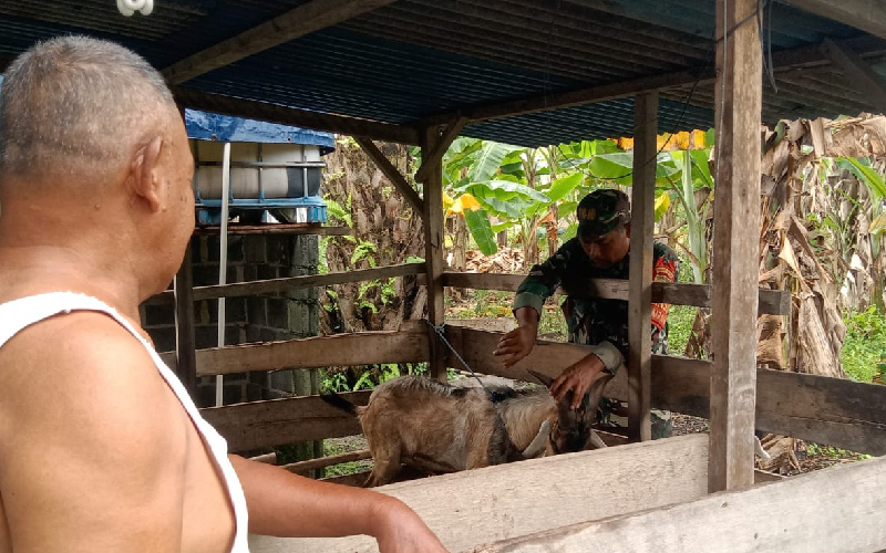 Babinsa Mekarsari Kunjungi Peternakan, Dukung Ketahanan Pangan