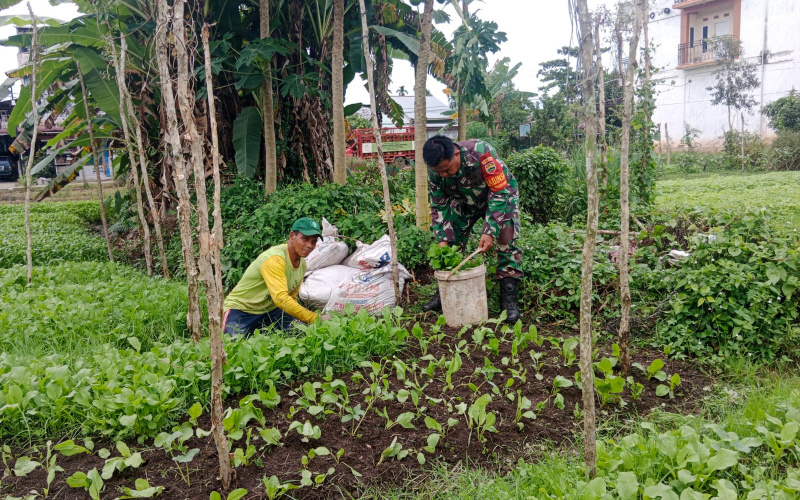 Babinsa Purnama Dukung Tingkatkan Produktivitas Petani di Wilayahnya