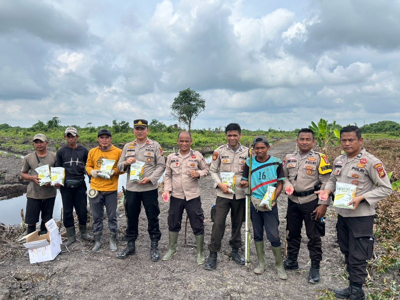 Dukung Ketahanan Pangan, Polsek Sungai Batang Tanam Jagung Hibrida