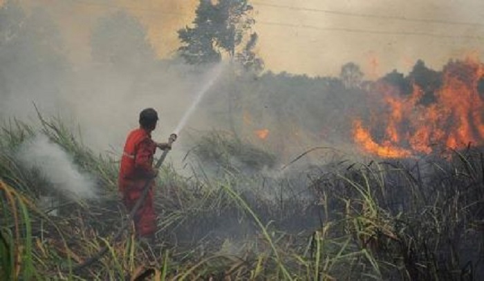 Lebaran di Kepung Asap: 1.375 Hektare Lahan Riau Membara, Pelalawan Terparah