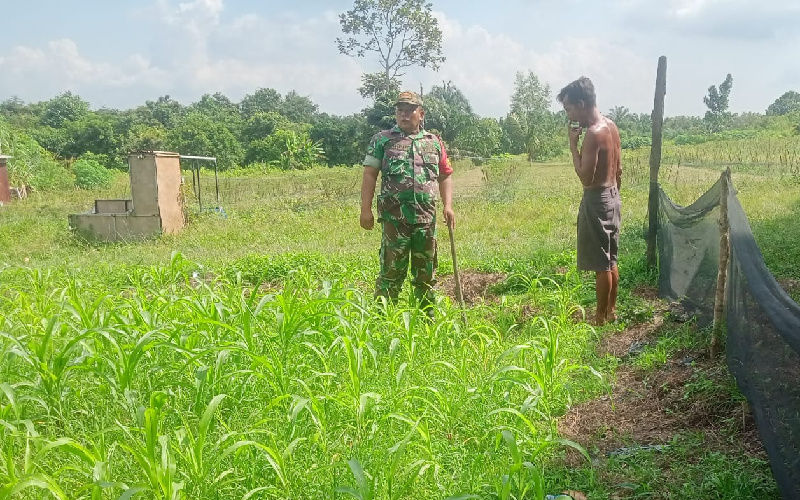 Bantu Kembangkan Pertanian, Koramil 02 Aktif Beri Pendampingan