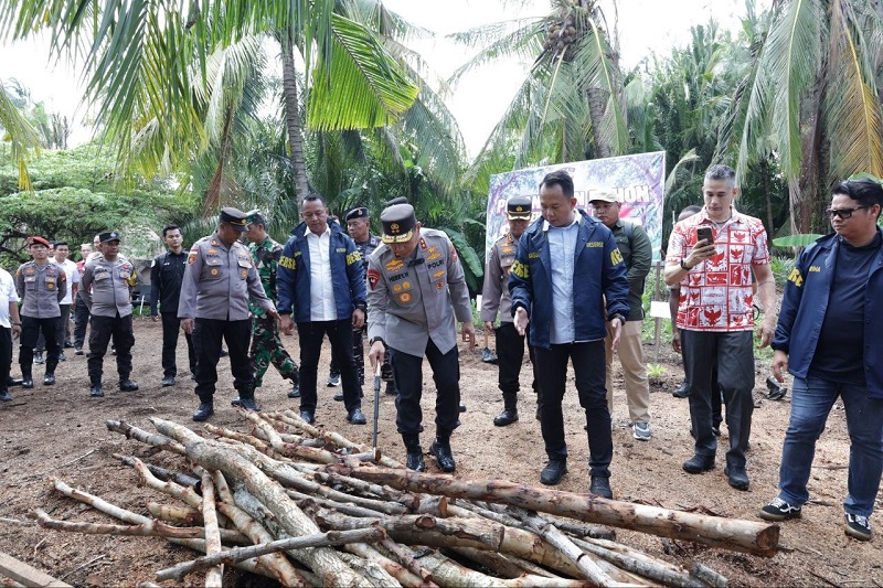 Ancaman Tenggelamnya Pulau Rupat, Dapur Arang Ilegal Bikin Mangrove Digunduli, Hasilnya Dijual ke Malaysia