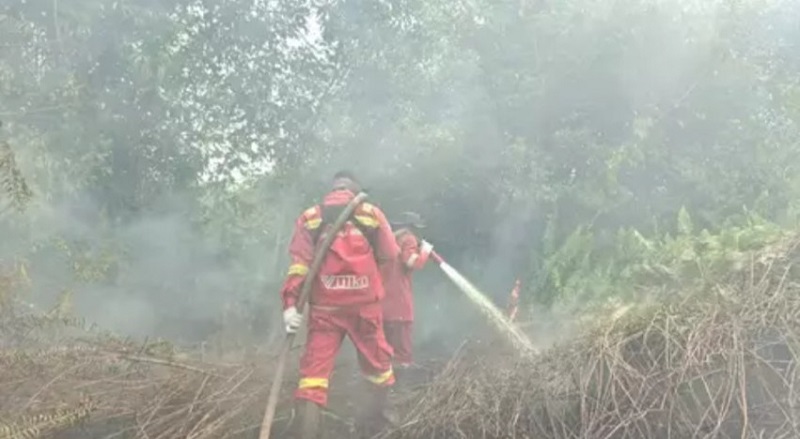 Gambut Pelalawan Membara 5 Hari, Habitat Harimau Sumatera Kini Terkepung Api!