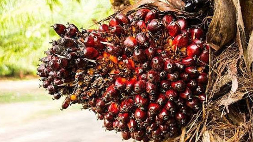 Harga TBS Sawit Mitra Swadaya di Riau Naik Tipis