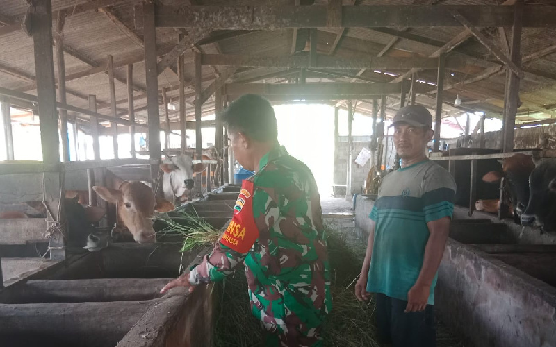 Babinsa Purnama Sosialisasi di Peternakan Kambing Milik Warga