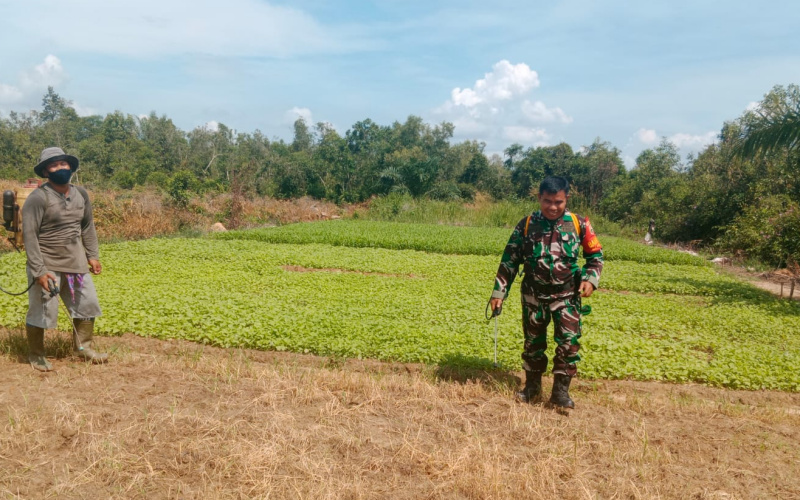 Sambangi Petani Sayuran, Babinsa Purnama Berikan Edukasi