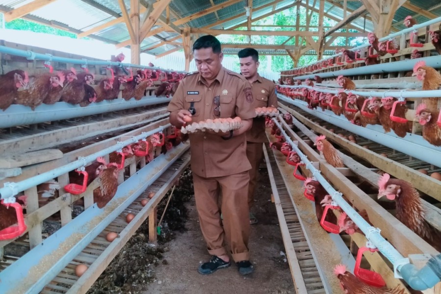 Program Ketahanan Pangan, BUMDes Tambak Tinggi Panen 650 Telur Ayam per Hari