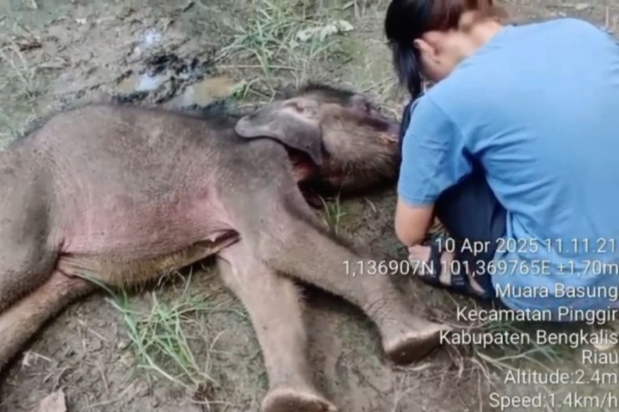 Yuni si Bayi Gajah Sumatera di Riau Mati, Inilah Penyebabnya