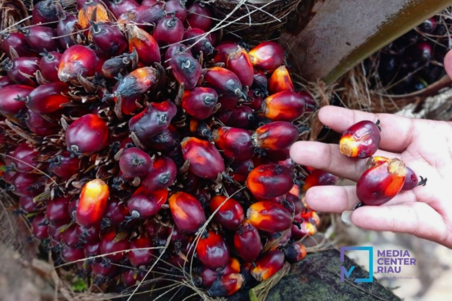 Harga Kelapa Sawit Mitra Plasma Minggu Ini Rp3.284 per Kg