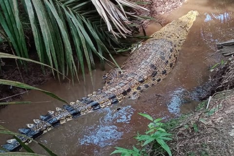 Seorang Nenek Diterkam Buaya Disaksikan Suami di Inhil