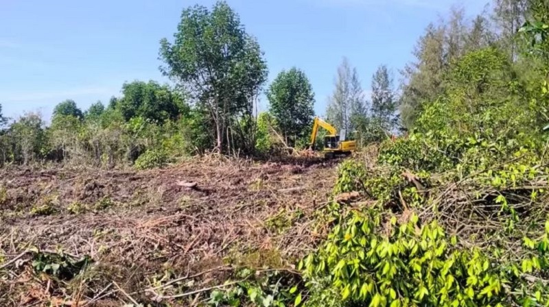 Darurat Abrasi Bengkalis: Mangrove Dibabat demi Tambak, Pemda Masih Berdalih Soal Izin?